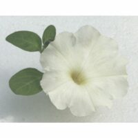 PETUNIA  SURFINIA - Vanilla