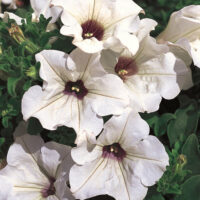 PETUNIA  SURFINIA - White