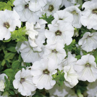 PETUNIA  SURFINIA - White