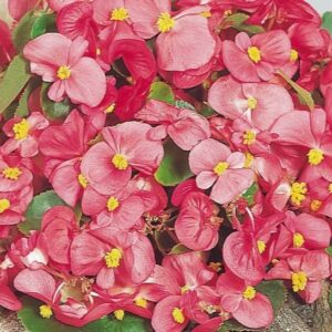BEGONIA semperflorens SUPER OLYMPIA - Rose