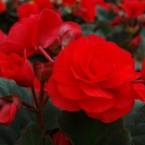 BEGONIA SOLENIA  - Red Improved