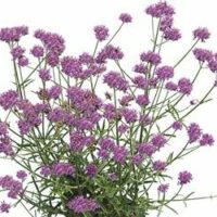 VERBENA bonariensis - Purple Tower