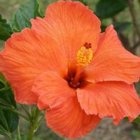HIBISCIA - Adonicus Orange