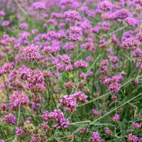 VERBENA bonariensis - Purple Tower