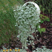 DICHONDRA - Silver Falls