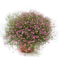 GYPSOPHILA GYPSY - Deep Rose