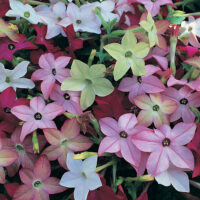 NICOTIANA AVALON - Mix