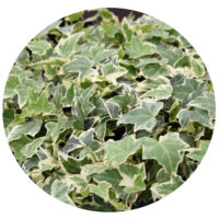 HEDERA HELIX - Eva