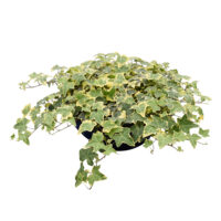 HEDERA HELIX - Goldchild