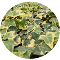 HEDERA HELIX - Goldchild