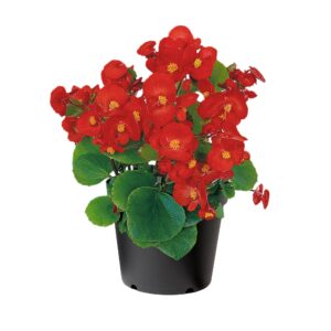 BEGONIA AMBASSADOR - Scarlet