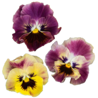 VIOLA wittrockiana FRIZZLE SIZZLE - Mini Tapestry