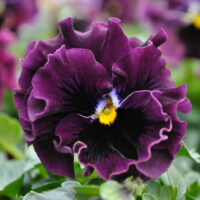 VIOLA wittrockiana FRIZZLE SIZZLE - Mini Purple