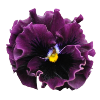 VIOLA wittrockiana FRIZZLE SIZZLE - Mini Purple