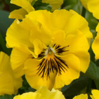 VIOLA wittrockiana FRIZZLE SIZZLE - Mini Yellow