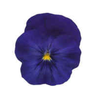 VIOLA wittrockiana COOL WAVE - Blue