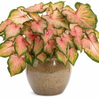 CALADIUM - Chinook