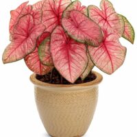 CALADIUM - Radiance