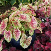 CALADIUM - Raspberry Moon