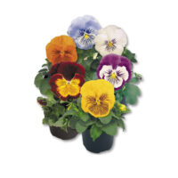 VIOLA wittrockiana CATS - Mix