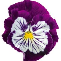 VIOLA wittrockiana CATS - Purple White