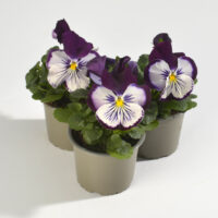 VIOLA wittrockiana CATS - Purple White