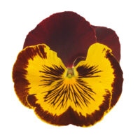 VIOLA wittrockiana CATS - Red & Gold