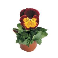 VIOLA wittrockiana CATS - Red & Gold