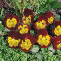 VIOLA wittrockiana CATS - Red & Gold