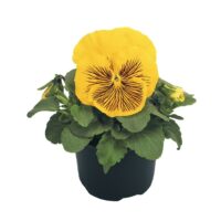 VIOLA wittrockiana CATS - Yellow