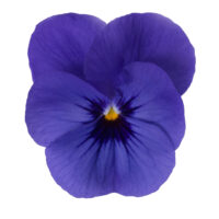 VIOLA cornuta CORNET - Blue Blotch