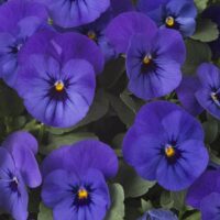 VIOLA cornuta CORNET - Blue Blotch