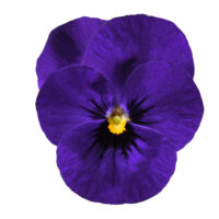 VIOLA cornuta CORNET - Deep Blue Blotch