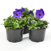 VIOLA cornuta CORNET - Deep Blue Blotch