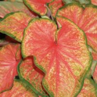 CALADIUM - Chinook