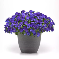 VIOLA wittrockiana COOL WAVE - Blue