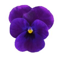 VIOLA cornuta CORNET - Purple