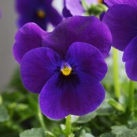 VIOLA cornuta CORNET - Purple