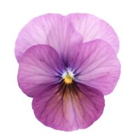 VIOLA cornuta CORNET - Plum Antique