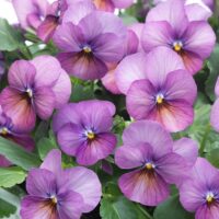 VIOLA cornuta CORNET - Plum Antique