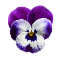 VIOLA cornuta CORNET - Purple Face