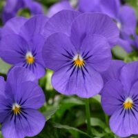 VIOLA cornuta CORNET - True Blue