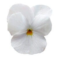 VIOLA cornuta CORNET - White