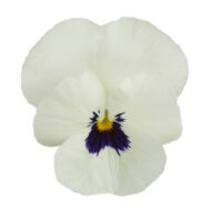 VIOLA cornuta CORNET - White Blotch