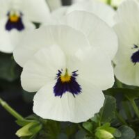 VIOLA cornuta CORNET - White Blotch