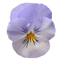 VIOLA wittrockiana COOL WAVE - Frost