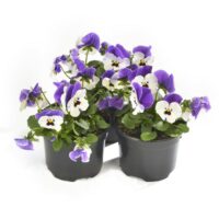 VIOLA cornuta CORNET - White Lavender