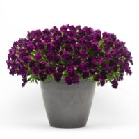 VIOLA wittrockiana COOL WAVE - Purple