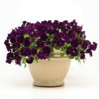 VIOLA wittrockiana COOL WAVE - Purple