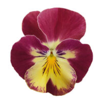 VIOLA wittrockiana COOL WAVE - Strawberry Swirl